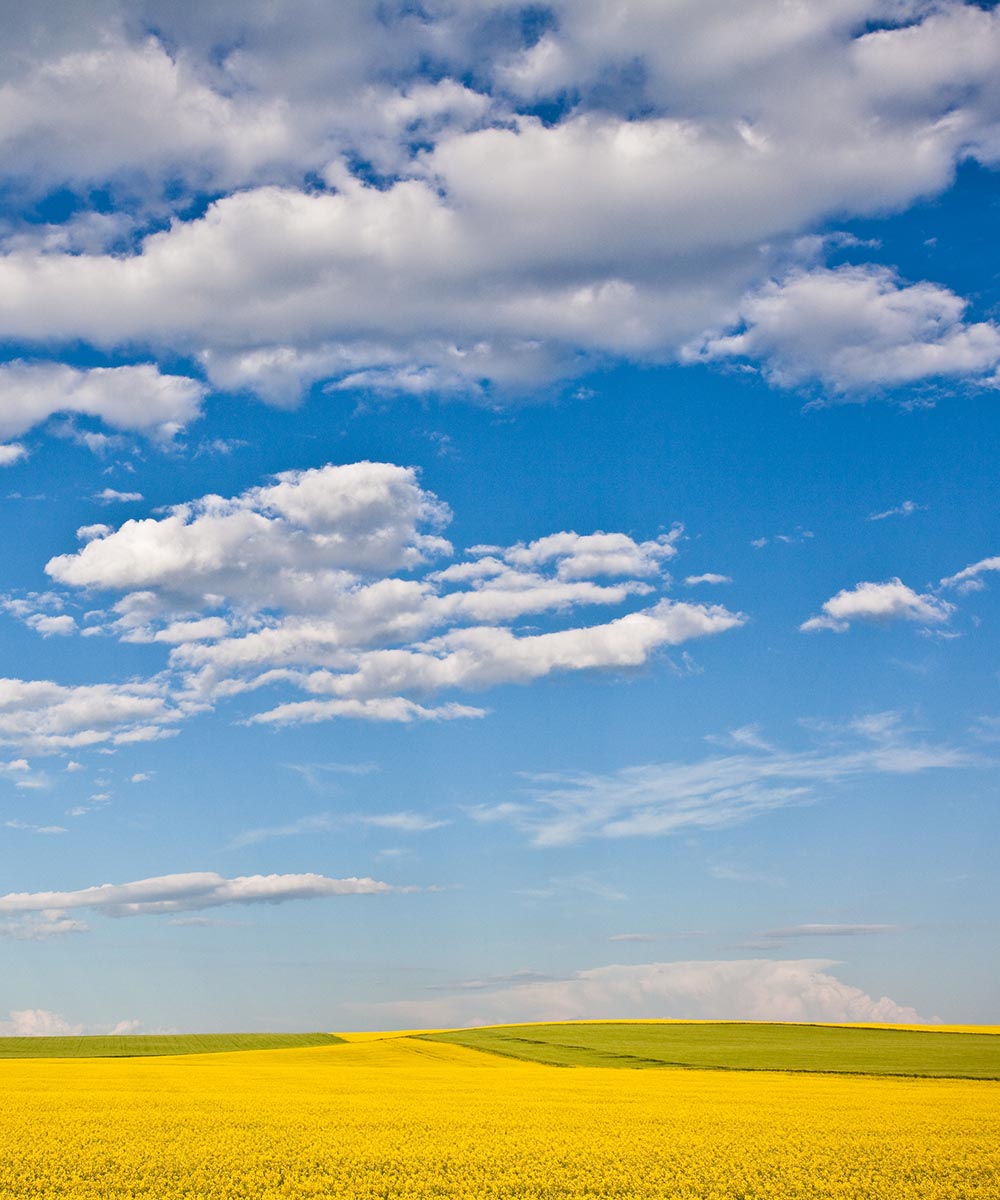 Bright blue sky with clouds over a vast yellow green grassy field.
